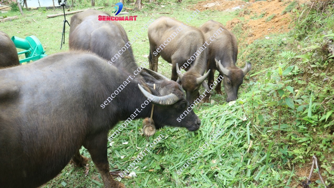 Máy băm cỏ voi cho trâu bò, băm chuối phun xa cho cá công suất 1,5kw